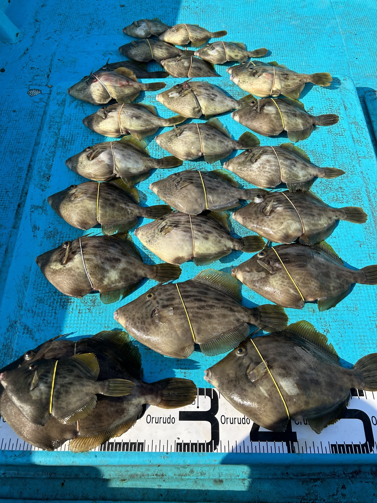 カワハギの釣果｜2023年10月25日｜釣船のんちゃん（和歌山県/市堀川
