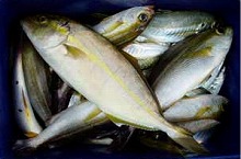 イサギ中心の五目プラン☆釣り道具込み☆色んな種類の魚が釣れます☆5,000円OFF☆