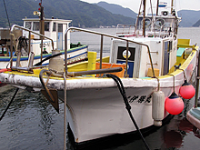 <夕方出船>ムギイカ釣りプラン