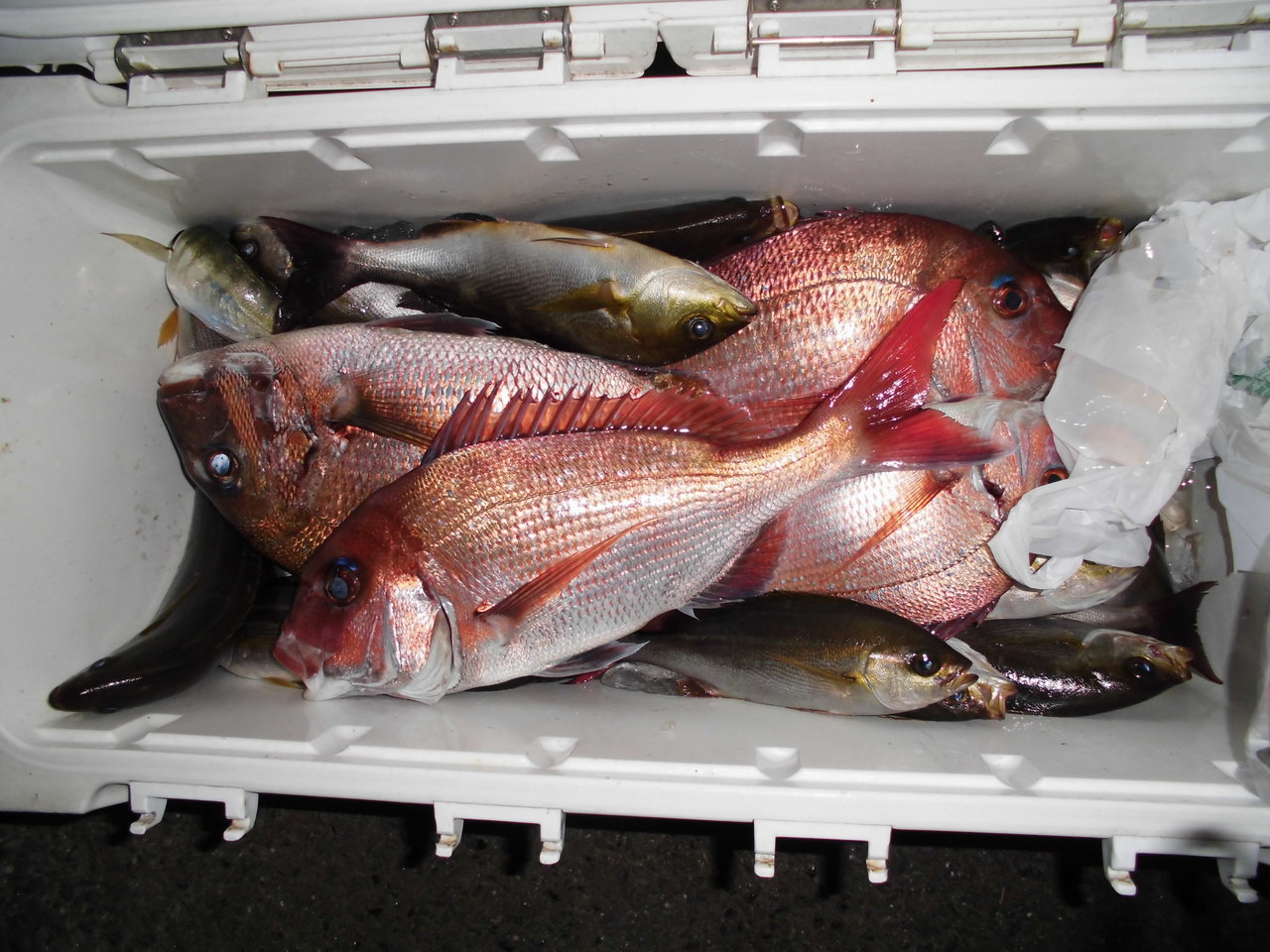 マダイの釣果 21年3月25日 魚磯丸 静岡県 久料港 ベリー釣船予約