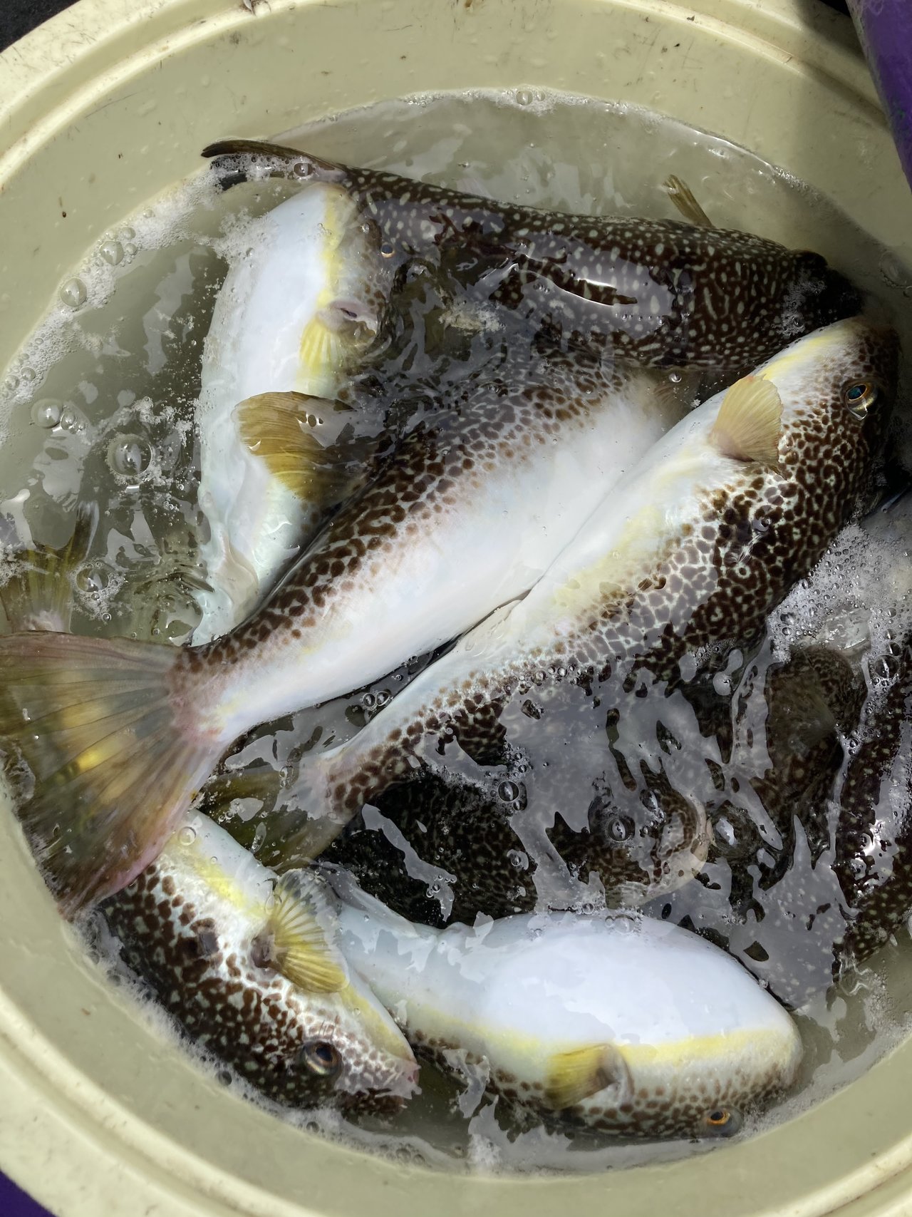 ショウサイフグの釣果 21年6月15日 利喜丸 茨城県 鹿嶋旧港 ベリー釣船予約