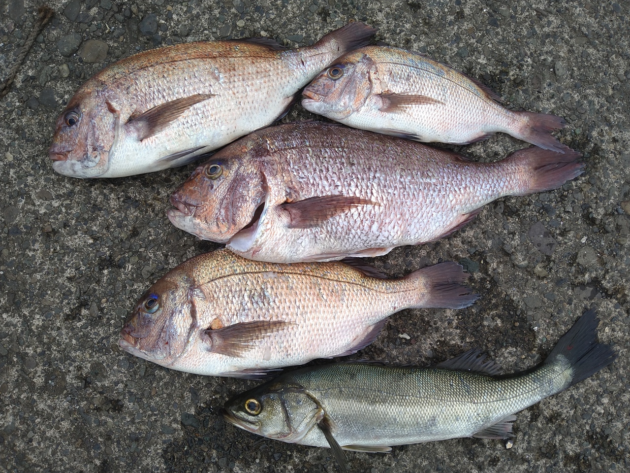 マダイの釣果 21年6月30日 一休丸 神奈川県 城ヶ島 ベリー釣船予約