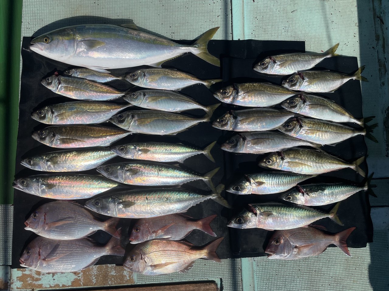 チャリコの釣果｜2023年10月22日｜淡隆丸（和歌山県/加太港）｜＠ベリー釣船予約