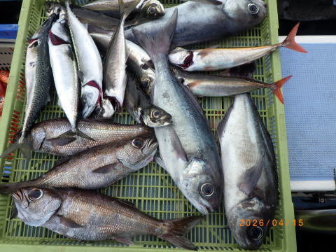 釣果｜聡丸（千葉県/太海漁港）公式WEB予約「24時間受付・特別割引