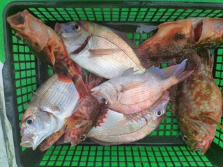 釣果写真