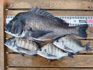 釣果写真