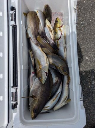 釣果写真