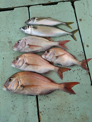 釣果写真