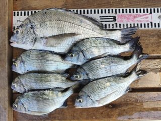 釣果写真