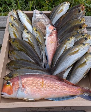 釣果写真