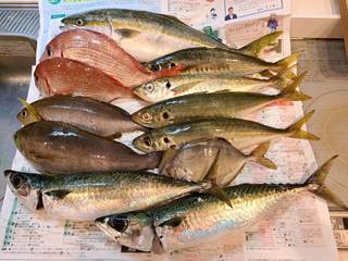 釣果写真