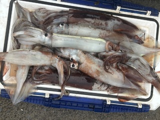 釣果写真