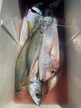 釣果写真