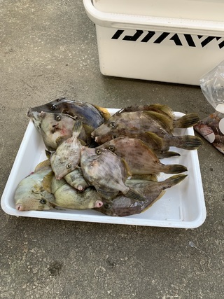 釣果写真