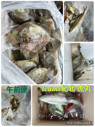 釣果写真