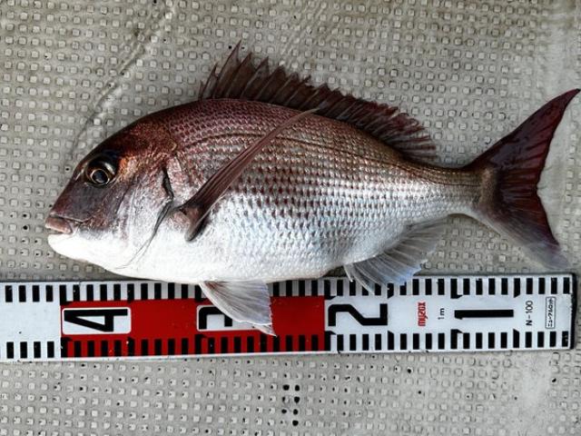 ���ФΥޥ���������������С��������ӥ��������ڥץ���