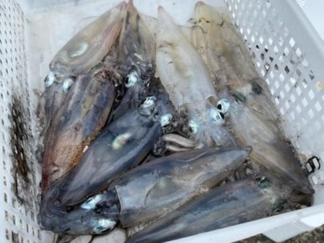 ���������ޥ륤�����ץ���������������