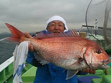 3/16以降のご予約◇定番◇マダイ五目釣りプラン★3人以上の申込&釣行なら1,000円OFF