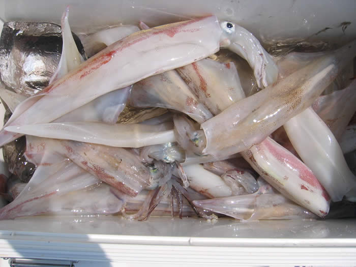 ��ꥤ�����ץ��