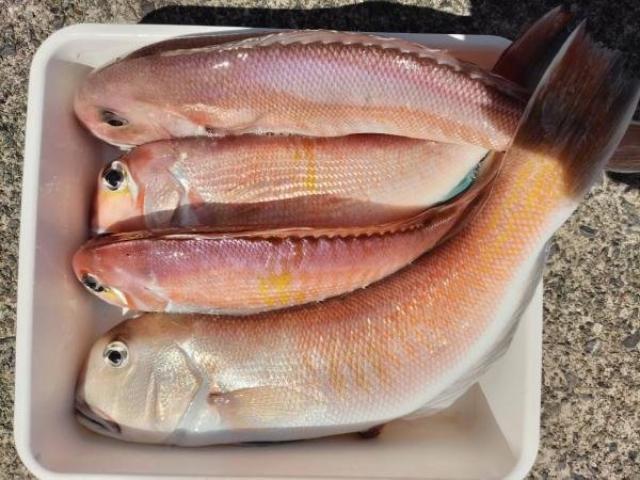 ☆午前便☆アジ〜アマダイのリレー釣りプラン