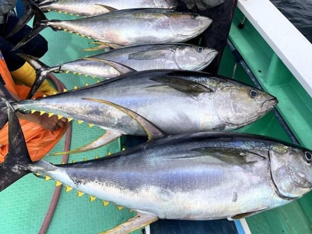 ★平日★キハダマグロ・カツオ釣りプラン☆オキアミ付き!☆