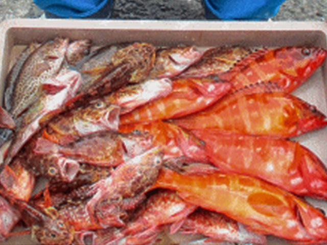 ◇土日祝◇★活きエサ使用★根魚五目釣りプラン