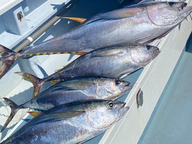 キハダ・カツオ釣りプラン★5人以上の申込&釣行なら1,500円OFF★