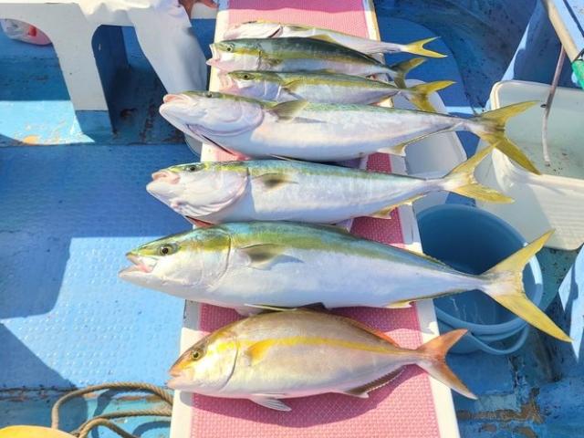 ワラサ・マダイ釣りプラン