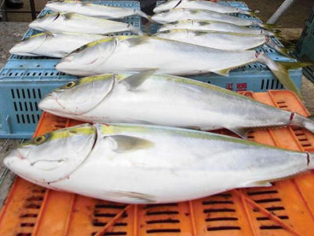 Υޥץʿϡ緿ʤΤɤ˶ư¿ǳڤޤ