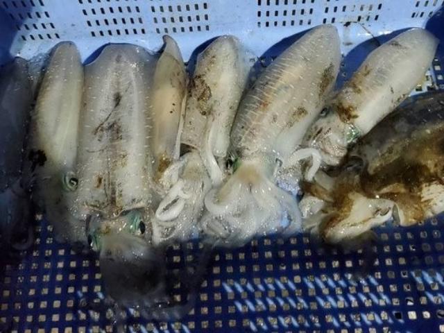 【平日】<半夜アオリイカ>釣りプラン☆期間限定!旬のアオリイカ釣りは今だけ!お早めのご予約を♪
