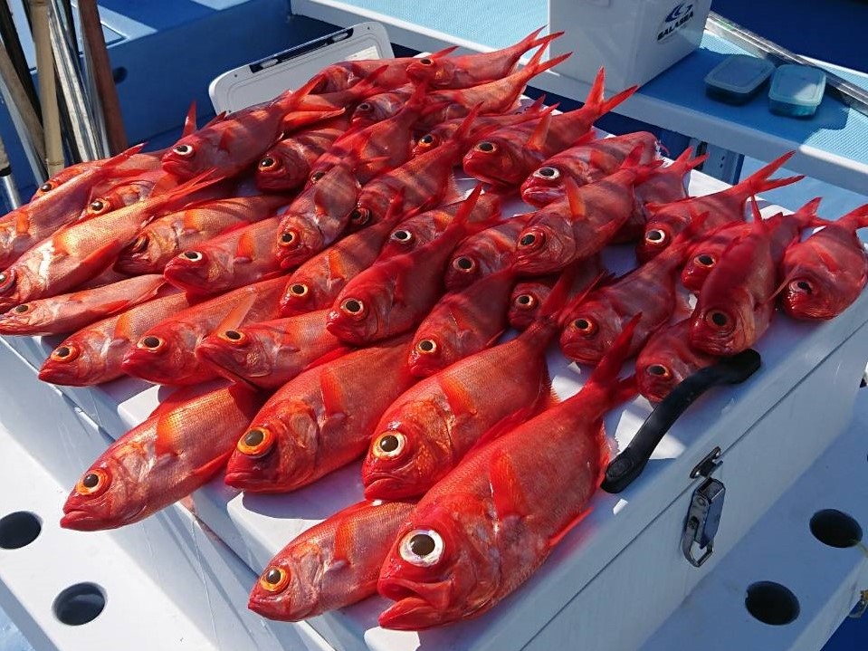 深海魚五目 キンメダイ クロムツ釣りプラン 通常価格より500円off 予約プラン詳細 海釣り 釣り船予約サイト ベリー釣船予約