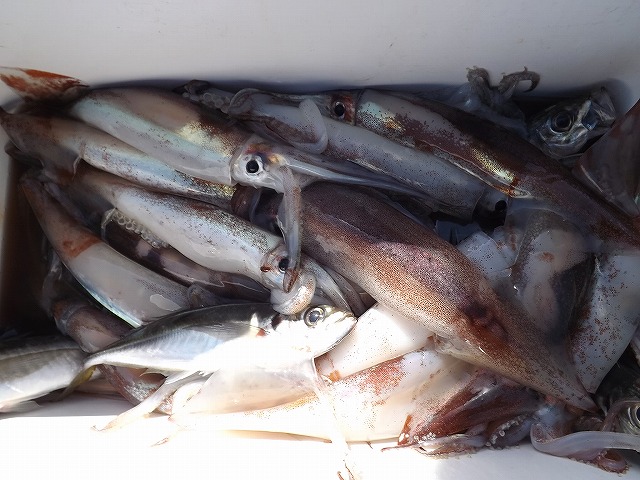 ꥤץ󢡤ʳץ󡪢3Ͱʾ1,000/OFF