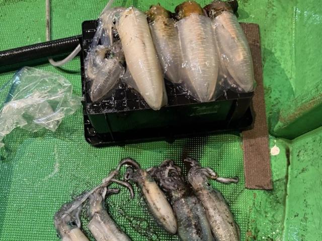 ☆夜便☆ティップランアオリイカ釣りプラン!これからが旬♪人気のターゲット☆