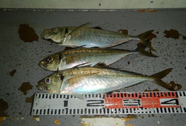 【平日】≪夜釣り≫アオリイカ・アジ釣り☆プラン