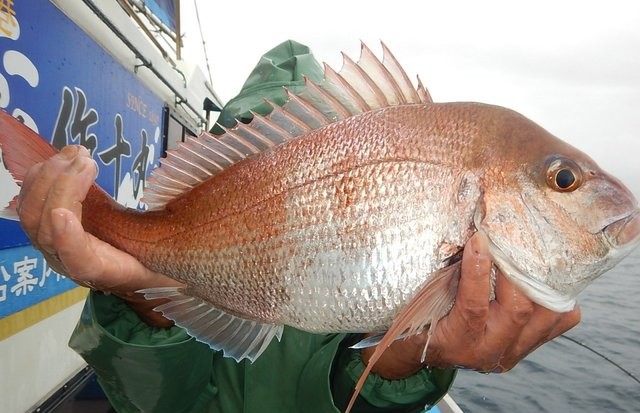 ≪延長便≫マダイ&アマダイ釣り☆彡プラン