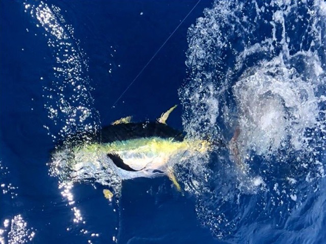 【遠征・湾内ルアー船】ルアーキハダマグロ釣りプラン♪