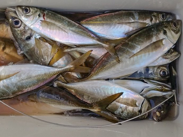 �����ء�ӥ�������ץ��