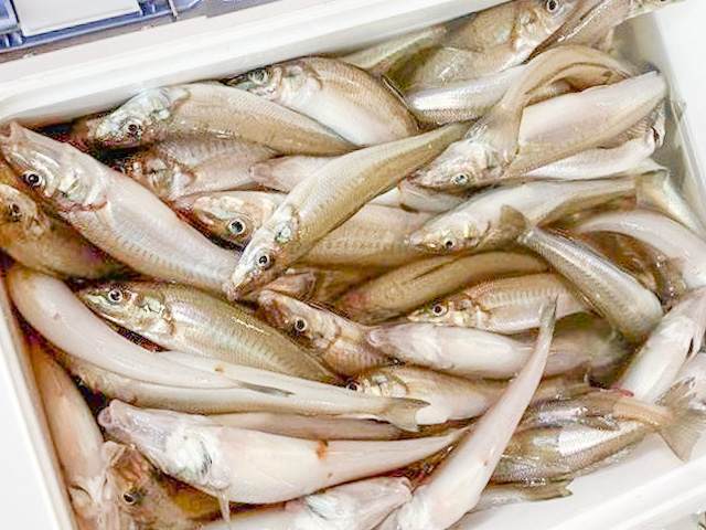 ������ڡ������������ץ�����󥿥�ͭ�ꡦ�鿴�Դ��ޡ�