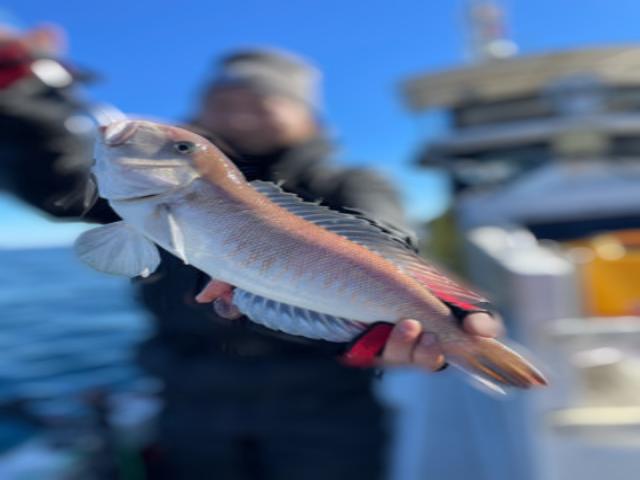 ◆午前◆シロアマダイ釣りプラン