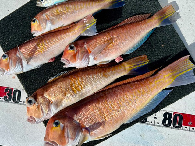 �����Ϳ����ǹ����������ޥ����������ץ��