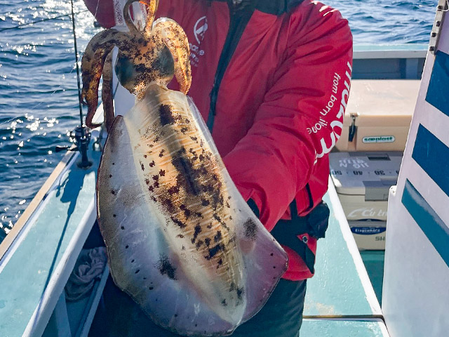 ☆大人気☆ティップランで狙うアオリイカ釣りプラン