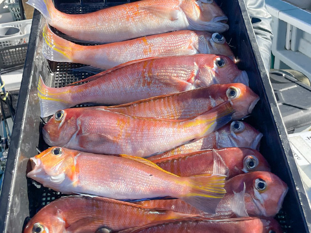 ★高級魚★アマダイ釣り釣りプラン