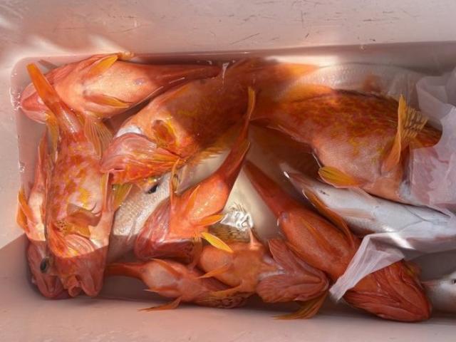 ��5����ۡԸ��պ������ܡ����ץ��