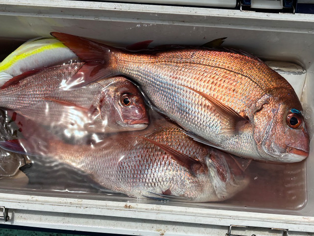 ◆定番◆コマセ釣りで狙うマダイ釣りプラン