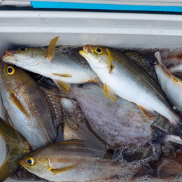 ★土日祝★LT五目釣りプラン