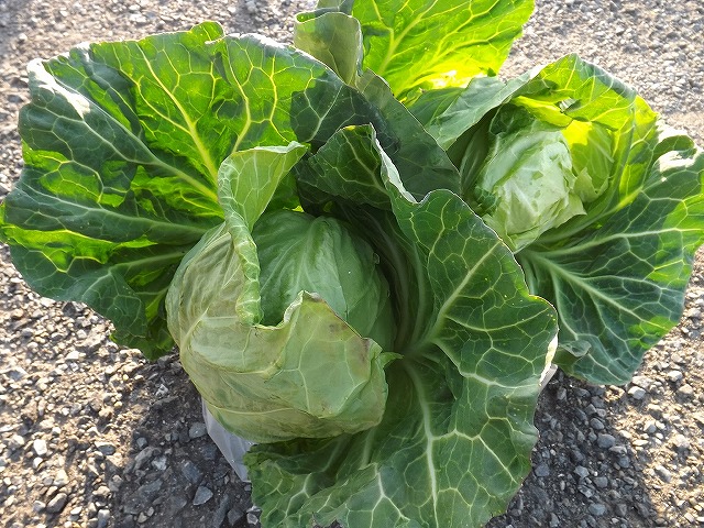 農業も漁業を兼業してるからお土産たっぷり<三浦野菜>根魚五目釣りプラン