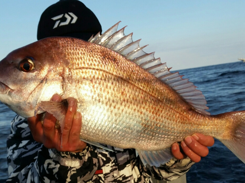 ★一挙6,000P獲得チャンス★7名様から貸切る午後タイラバ専門釣りプラン=大人気!期間延長!!=