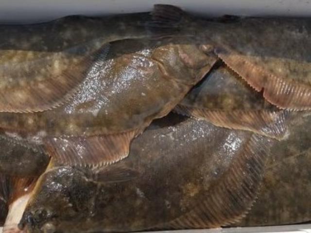 【7月〜】流しのカレイ釣りプラン☆6名様より9,000円/人
