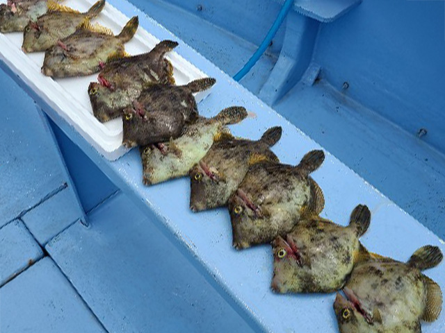 ★午前★カワハギ釣りプラン