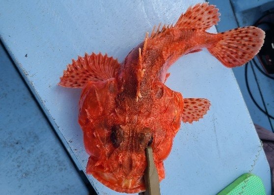 ★午前★オニカサゴ釣りプラン